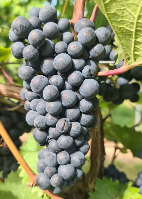 Pinot nova 20260907 143147